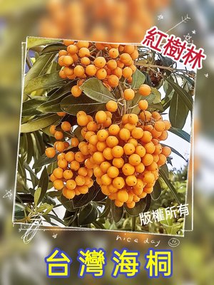 【紅樹林】台灣海桐 (種子)別名:十里香~1份/30粒