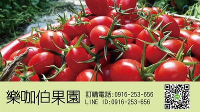玉女番茄 玉女小番茄 番茄 樂咖溫室
