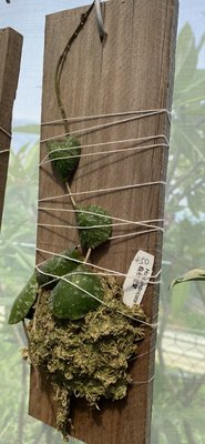 龜殼毬蘭已經上板3吋實物拍攝 小品盆栽