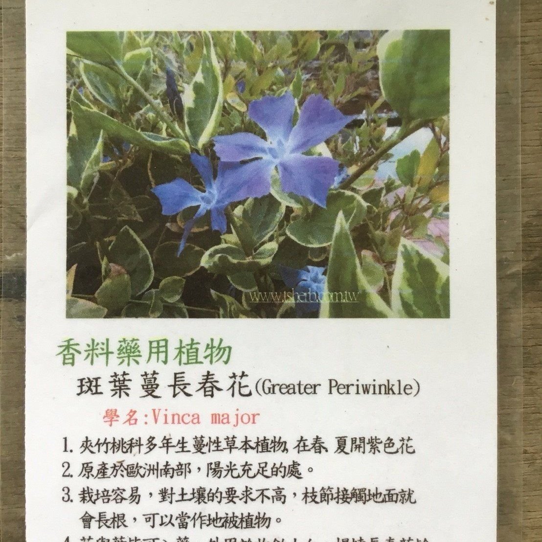 花花世界 香草植物 斑葉蔓長春花 花葉均美均可入藥 5吋盆 高10 cm Ma Yahoo奇摩拍賣