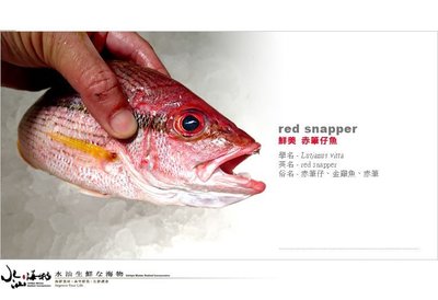 【水汕海物】台南安平海捕 鮮美滋味 赤筆魚(縱帶笛鯛)。『實體店面、品質保證』