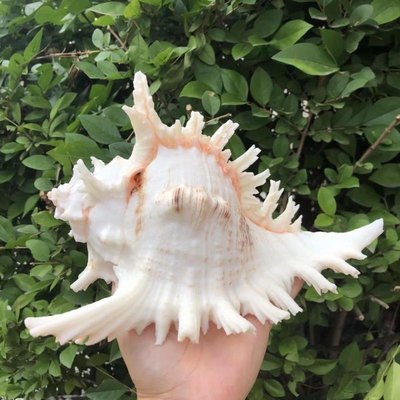 天然海螺貝殼白千手螺菊花螺魚缸裝飾品水族箱造景地中~定價~特價