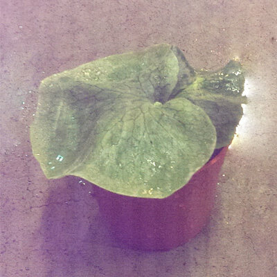 ☆貝殼的家☆巨獸鹿角蕨 / 3吋 / 觀葉植物 / 室內植物