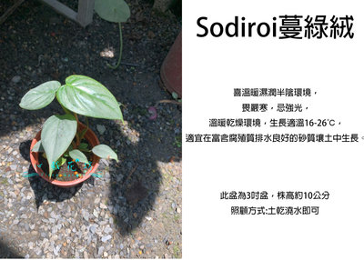 心栽花坊-Sodiroi蔓綠絨/3吋盆/觀葉植物/室內植物/售價460特價400