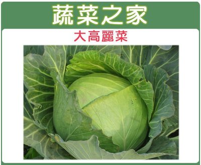 【蔬菜之家滿額免運】B08.大高麗菜種子50顆日本(日本進口向陽巨型高麗菜，最大可達10幾斤.蔬菜種子)