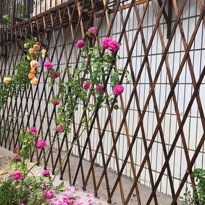 促銷打折防腐木柵欄戶外圍欄庭院花園籬笆爬藤花架可伸縮室內壁掛式花盆架神奇悠悠