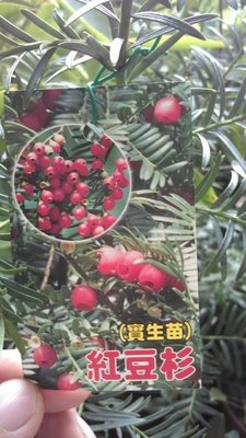 ╭☆東霖園藝☆╮紅豆杉(台灣紅豆杉)..國寶級樹木..阡插苗..約30公分..另有大尺寸