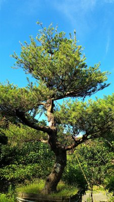 【竹林農莊】 五葉松 優型老樹  ~ 已被收藏囉！
