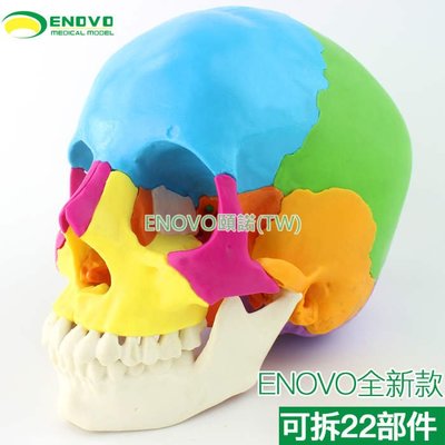(ENOVO-308) 醫學用人體頭骨模型微整形美容口腔科頭顱骨可拆22部件