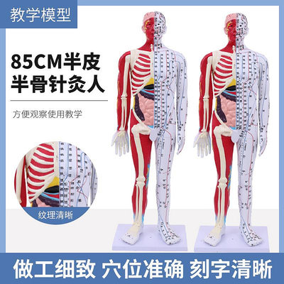 人體經絡穴位模型60cm中醫針灸教學模型 85CM半皮半肌肉解剖模型