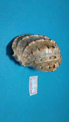 (shelllin 貝殼林) a215-0301 楊桃螺 (82*58*39 mm) F+++/G