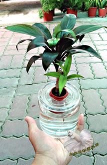 [請先詢問,確認有沒有貨!] [水耕娃娃朱椒盆栽] 專利玻璃瓶 水耕植物盆栽 可放室內 光線充足的環境較好