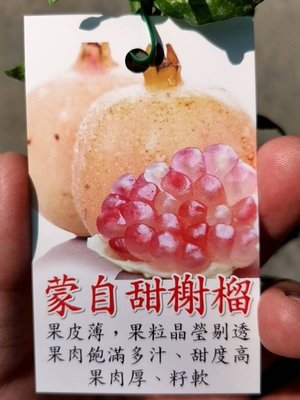 ╭＊田尾玫瑰園＊╯新品種水果苗-(蒙自甜石榴)高1尺400元
