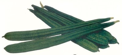 【1磅裝蔬菜種子P107】澎湖絲瓜（稜角絲瓜），全年都可播種，栽培容易，結果力強，產量高！
