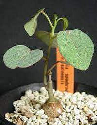Adenia isaloensis種子100粒，仙人掌、多肉植物、塊根