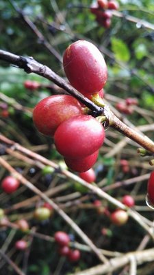 《古坑3號咖啡園》自然農法的 阿拉比卡種 咖啡幼苗約2年生 每顆35元