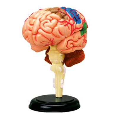 4D MASTER益智拼裝玩具人體大腦器官解剖模型醫學教學用模型