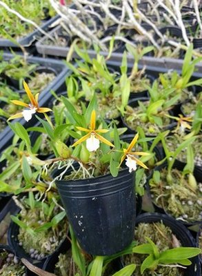 大眾蘭園 原生種 Epidendrum polybulbon 聚豆樹蘭