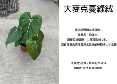 心栽花坊-大麥克蔓綠絨/5吋/綠化植物/室內植物/觀葉植物/售價300特價250