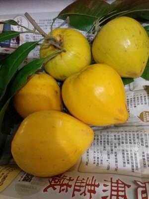 在地小農 ~自種有機無農藥仙桃（黃金果）一斤40元