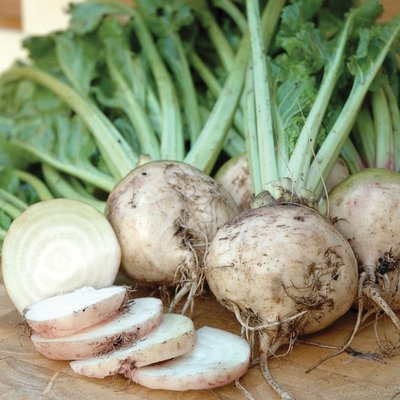 【大包裝蔬菜種子L295】雪球甜菜根~ 全新型色甜菜根，生育強健，葉色綠，根皮白色，肉白色。