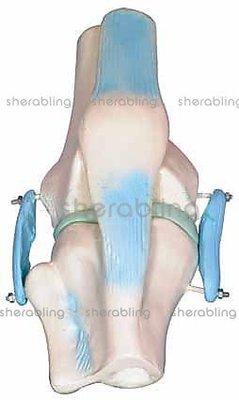 (ME-K_042)膝關節模型，膝關節解剖模型，關節模型，膝關節