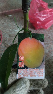 ╭☆東霖園藝☆╮水果苗(海頓芒果)芒果 ...早熟種，果實頂端處有濃濃奶質味。