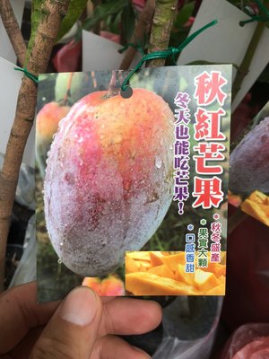 ╭☆東霖園藝☆╮水果苗(秋紅芒果)芒果 ..新品種  一盆250