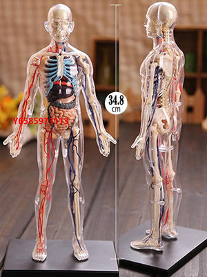 模型4D Master全身體結構人體模型學骨骼骨架內臟人體器官解剖用