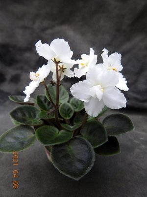 堤緣花語陶-淨化室內空氣植物-非洲紫羅蘭 Christening Gown [限量經典白花]