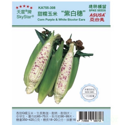 甜糯玉米'紫白穗'【蔬果種子】天星牌 一代交配種 約1磅/包 大包裝 非基因改造 春秋可播種