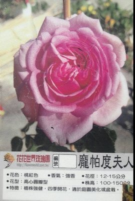 花花世界_玫瑰苗--龐帕度夫人,Rose Pompadour-龐帕杜-強香/3.5吋黑軟盆/高10~30公分/MA