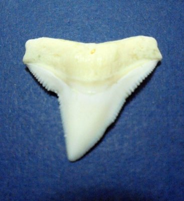(公牛鯊牙]......2.6公分鋸損公牛鯊魚牙...稀有尺寸! .雪白!..標本珍藏 #5
