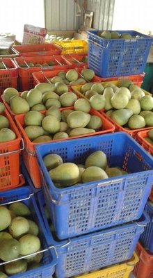 『謝氏正宗』麻豆老欉大白柚－門市販售中１斤４０，數量有限要搶要快～