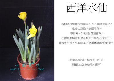 心栽花坊-西洋水仙/球根植物/開花植物/小品/售價200特價180