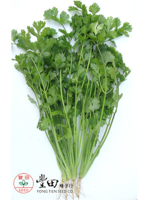 【野菜部屋~】O10 遠香特選香菜種子13.5公克 , 極耐熱芫荽 , 慢抽苔 , 產量高 , 每包15元 ~