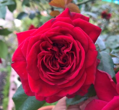 玫瑰國度的天使 Republique de Montmart。悠遊山城(創始店)5-6吋盆玫瑰
