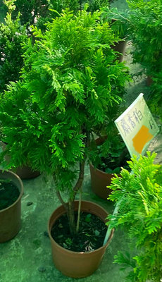 麝香柏6 吋盆2023/10月實物拍攝室內植物 觀葉植物 綠化植物