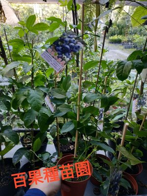 百果種苗園※藍莓※暖地小藍莓平地可以結果種植