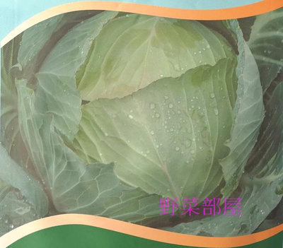 【野菜部屋~】E27 新秋甘藍種子0.45公克 , 耐熱高麗菜 , 口感甜脆 , 每包15元 ~