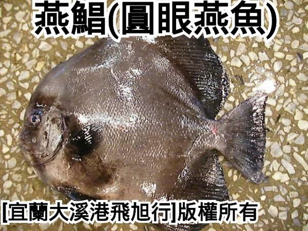 燕鯧 圓眼燕魚 0 6公斤魚體優惠期間特價每尾270 Yahoo奇摩拍賣