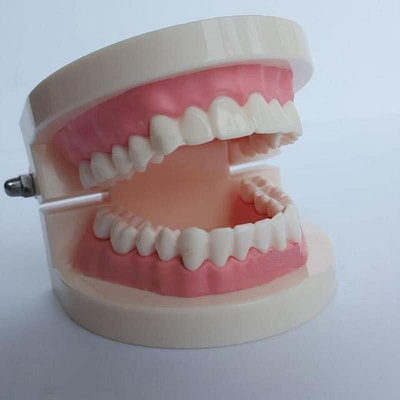 1:1 牙齒模型 齒模 模型 (無牙縫) 保母術科 證照 考試 口腔清潔 兒童 教學 練習 刷牙（只有1組）