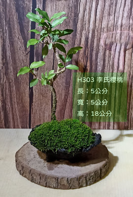 寶悅 小品盆栽 H303 李氏櫻桃 療癒小物 居家擺飾