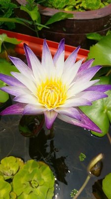 (小木屋園藝)水生植物-香水蓮(紫喬伊)~開花成株