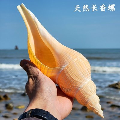 天然超大海螺號角吹響螺標本法器貝殼白珊瑚擺件魚缸造*特價正品促銷