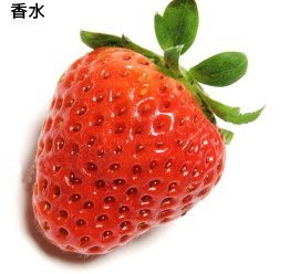 水果苗/日本蘋果/香水草莓/蜜香/豐香/2.5吋10入/S002