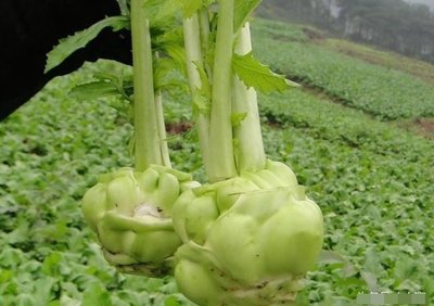 【蔬菜種子S047】榨菜~~又名青菜頭，可加工榨菜製品，也可炒、煮、泡、涼等，單株重可達1公斤。