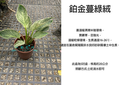 心栽花坊-鉑金蔓綠絨/5吋盆/室內植物/綠化植物/觀葉植物/售價250特價200