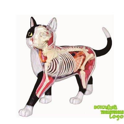 BOxx潮玩~4DMASTER 動物解剖拼裝模型 卡通寵物擺件 黑白貓26005