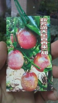 ╭☆東霖園藝☆╮新品種水果苗(甜滿天星百香果)蜜糖百香果---會甜品種
